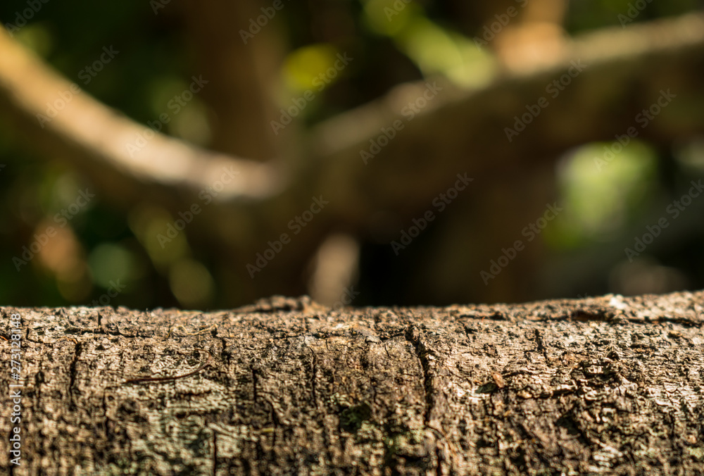 Wooden and green leaf bokeh blurred for jungle background Wooden and green leaf bokeh blurred for jungle background