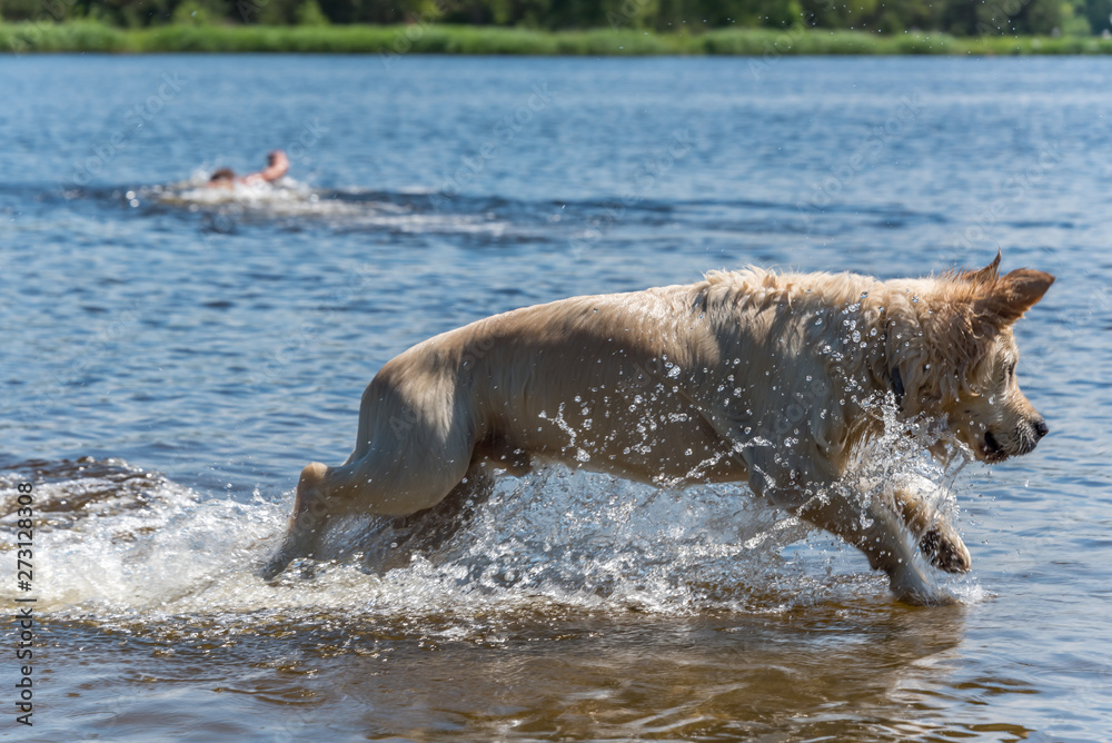 Obraz premium Golden Retriever Jumping in a River in Latvia on a Summer Day