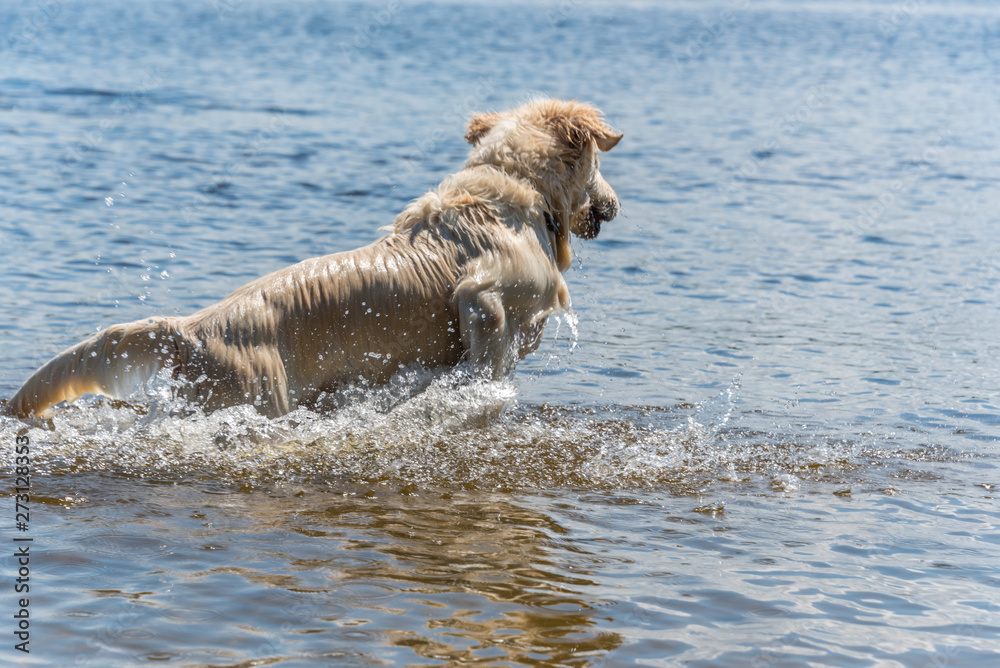 Golden Retriever Jumping in a River in Latvia on a Summer Day Golden Retriever Jumping in a River in Latvia on a Summer Day