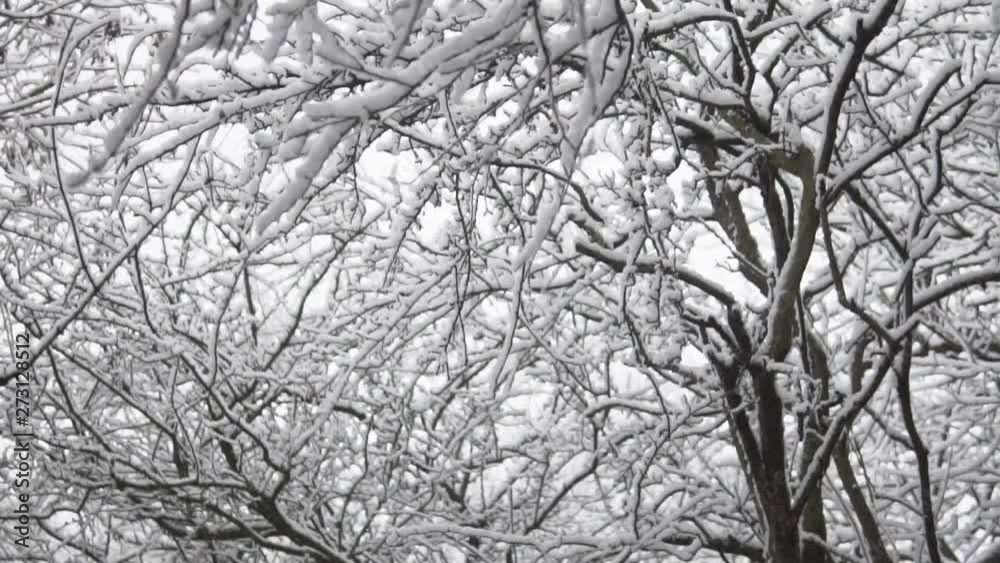 Snow day in the woods on a winters day Snow day in the woods on a winters day