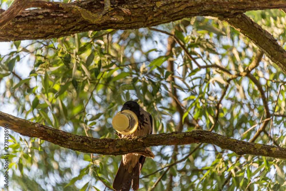 Obraz premium Black Headed Crow And a Cup