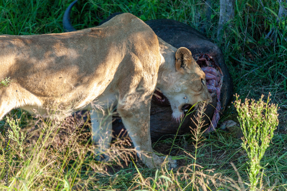 Naklejka lion mammal pof the kruger national park reserves and parks of south africa