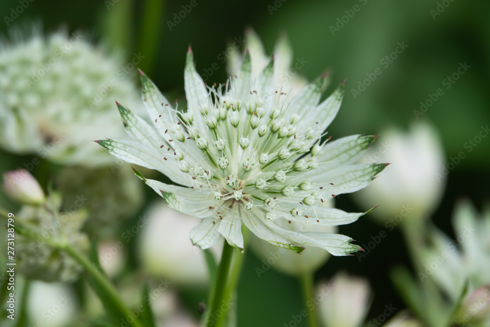 Great Masterwort Flowers in Bloom in Springtime Great Masterwort Flowers in Bloom in Springtime