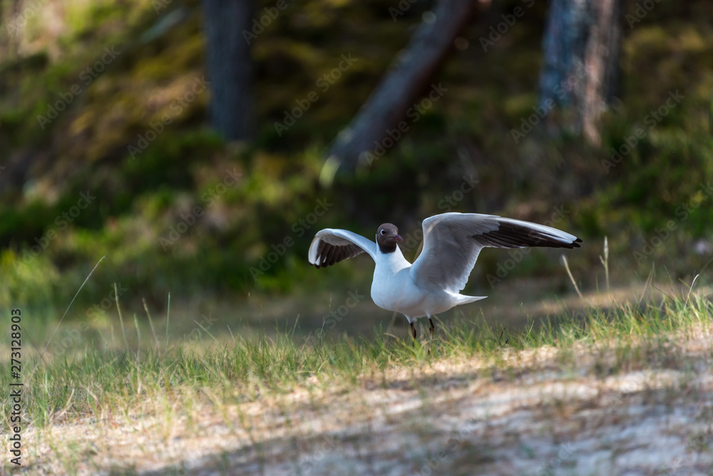 Black Headed Seagull Flying Near the Baltic Sea Black Headed Seagull Flying Near the Baltic Sea