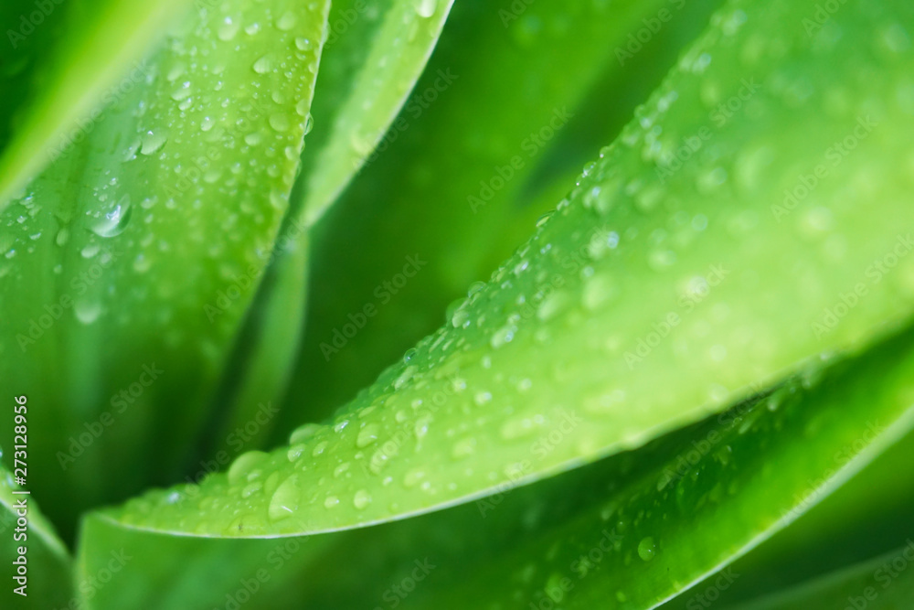 green leaf with water drops green leaf with water drops