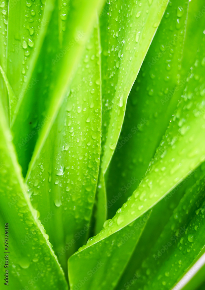 green leaf with water drops green leaf with water drops