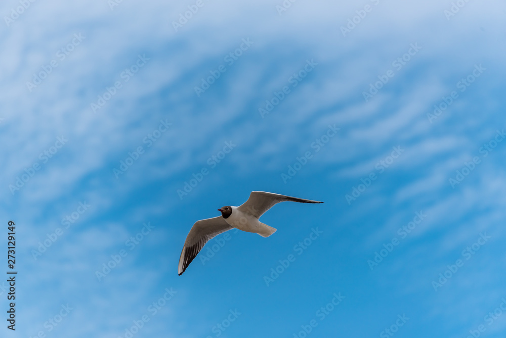 Obraz premium Black Headed Seagull Flying Near the Baltic Sea