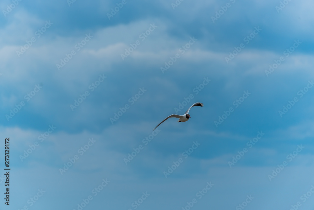 Black Headed Seagull Flying Near the Baltic Sea Black Headed Seagull Flying Near the Baltic Sea