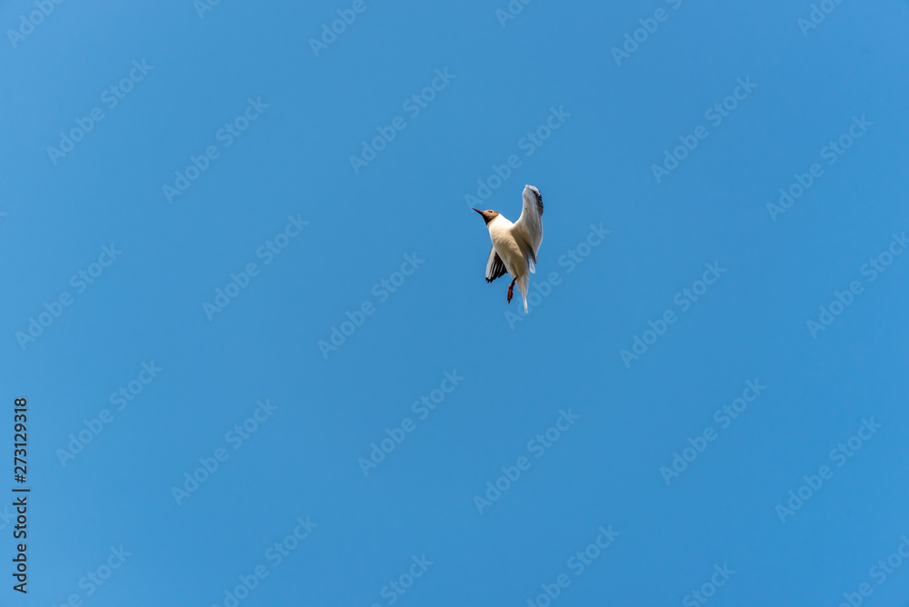 Obraz premium Black Headed Seagull doing Acrobatics