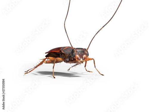 Cockroach crawling on the floor 3d render on white background with shadow © Oleh
