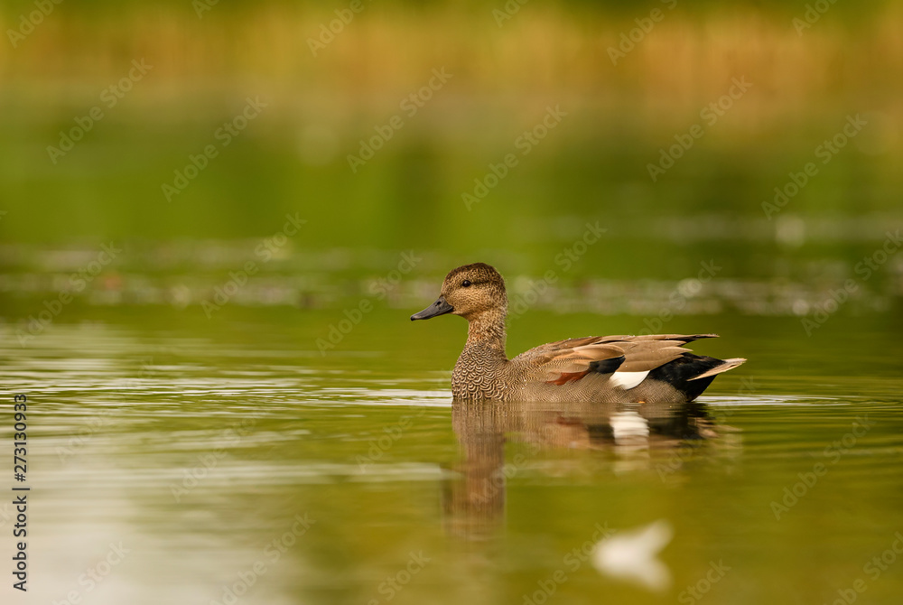 Gadwall - Anas strepera, beautiful small duck from Euroasian fresh waters, Hortobagy National Park, Hungary. Gadwall - Anas strepera, beautiful small duck from Euroasian fresh waters, Hortobagy National Park, Hungary.