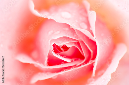 Fototapeta Naklejka Na Ścianę i Meble -  pink rose with water drops