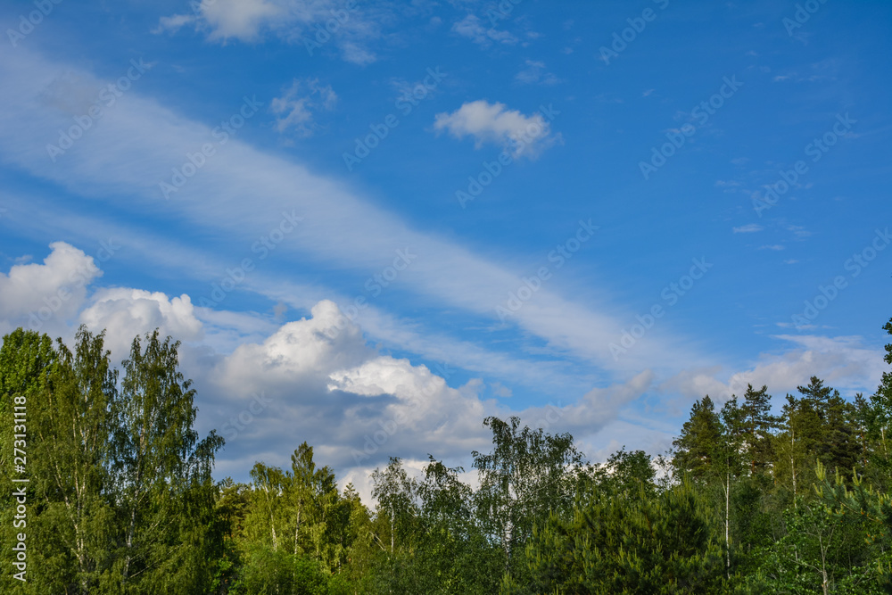 Beautiful white clouds over a green trees Beautiful white clouds over a green trees