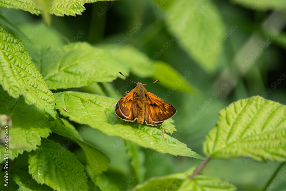 Large Skipper Butterfly on Leaf in Springtime Large Skipper Butterfly on Leaf in Springtime