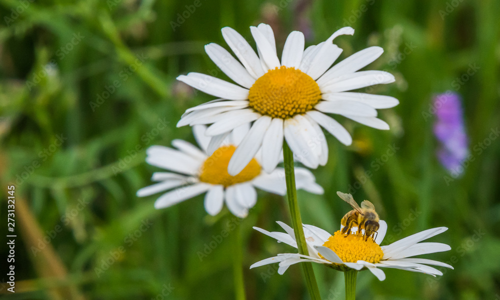 Obraz premium Wild Daisies Growing in a Meadow in Rural Latvia in Summer with a Bee