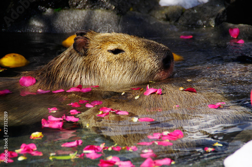 capybara in water