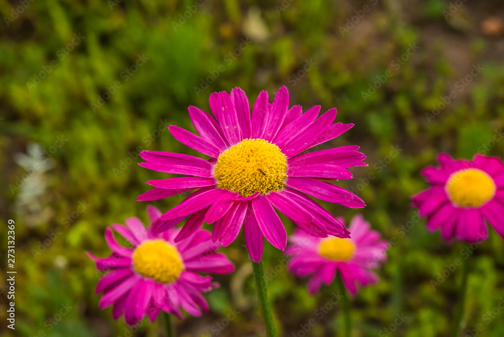 Pink and Yellow Daisies in a Garden Pink and Yellow Daisies in a Garden