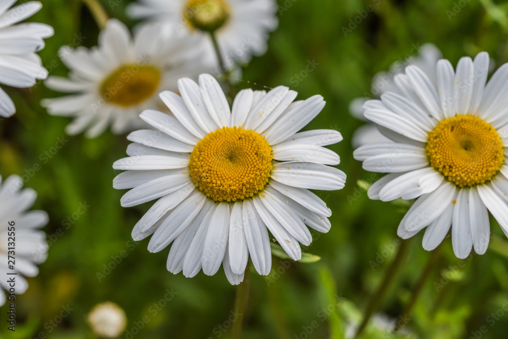 Wild Daisies Growing in a Meadow in Rural Latvia in Summer Wild Daisies Growing in a Meadow in Rural Latvia in Summer