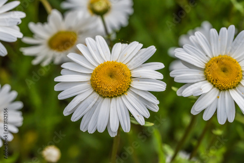 Wild Daisies Growing in a Meadow in Rural Latvia in Summer