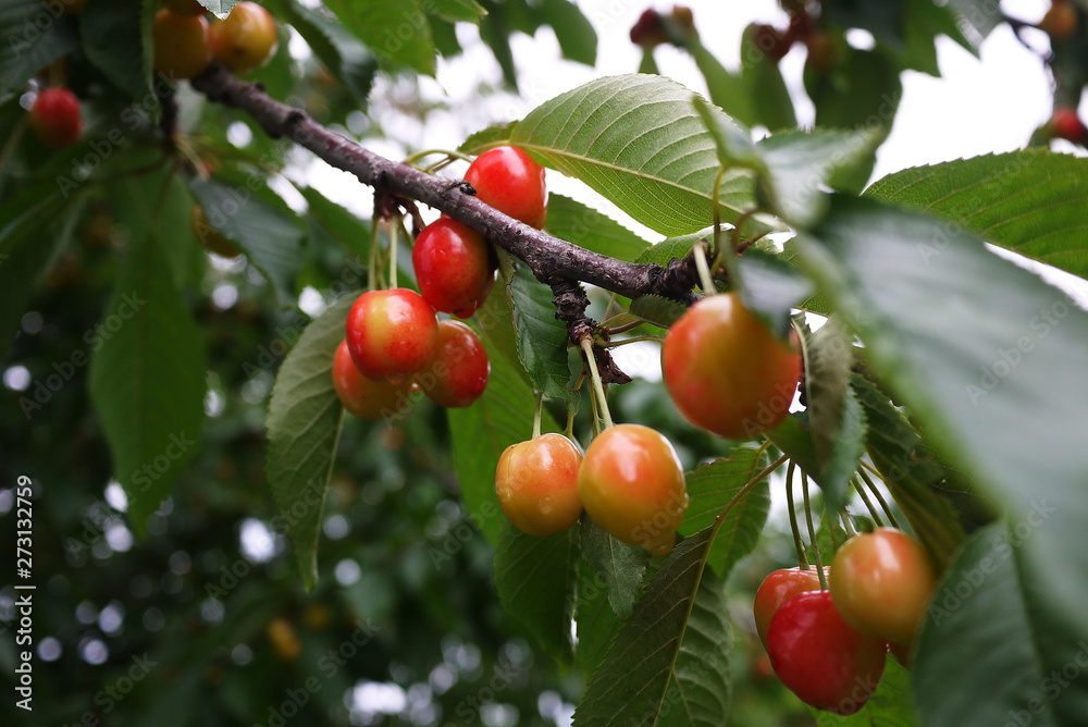 The fruits of the cherries are covered with droplets 