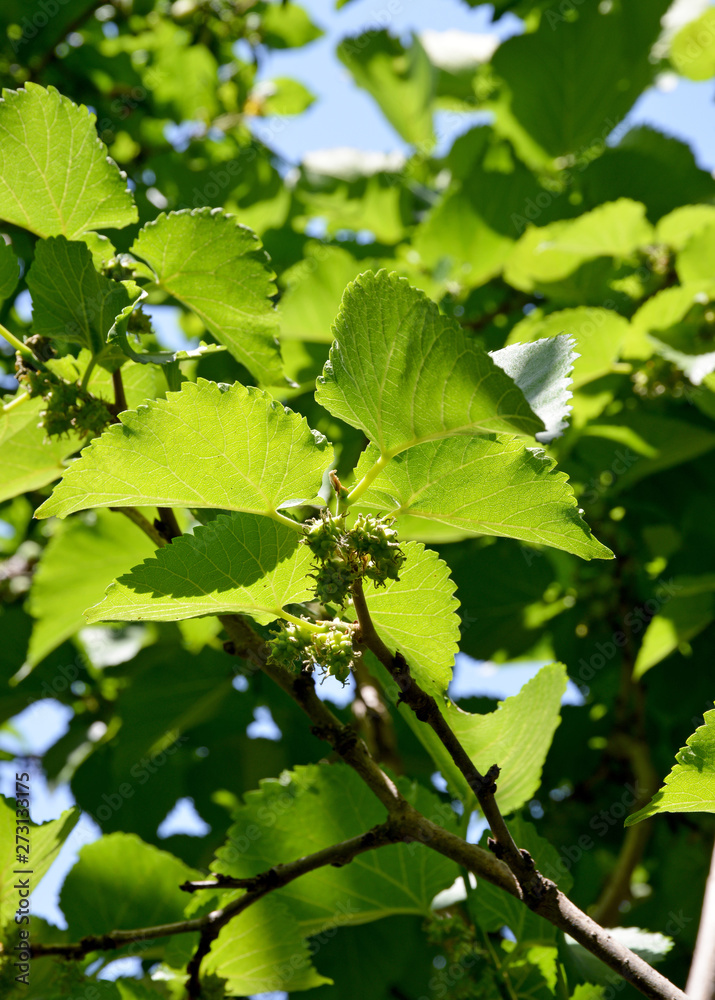 raw mulberries in the mulberry tree raw mulberries in the mulberry tree