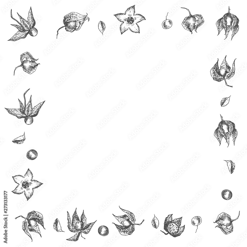 Ashwagandha hand drawn border frame pattern with berries, lives and branch in black color on white background. Retro vintage graphic design Botanical sketch drawing Ashwagandha hand drawn border frame pattern with berries, lives and branch in black color on white background. Retro vintage graphic design Botanical sketch drawing