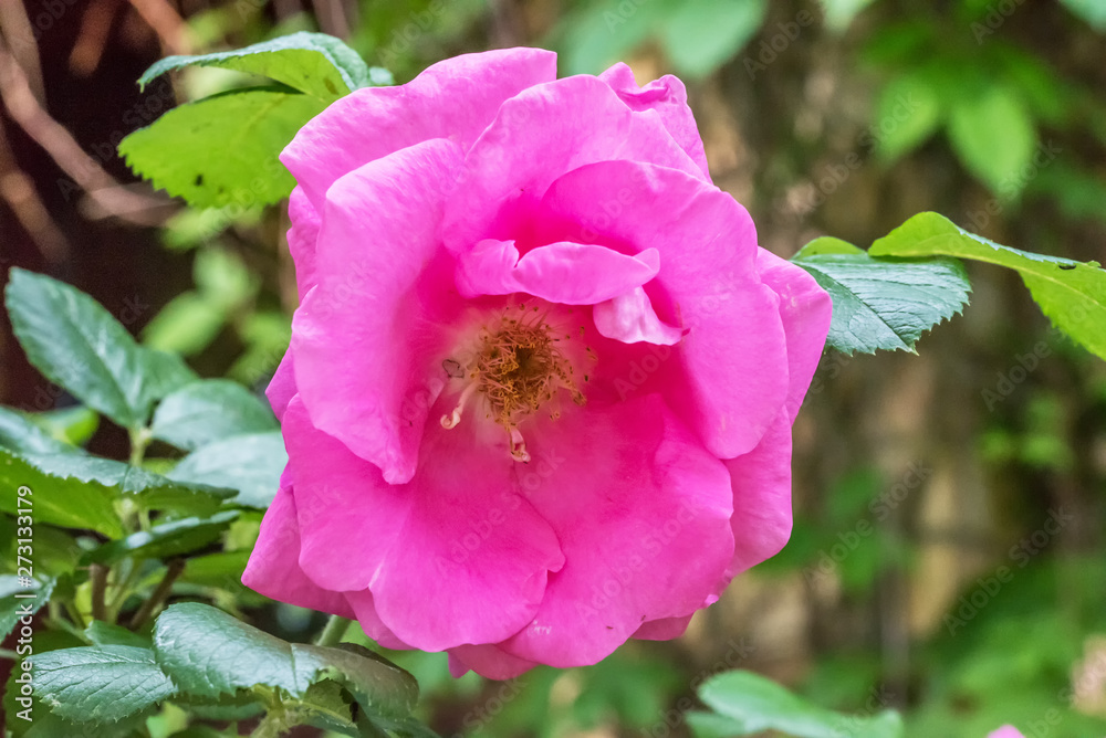 Closeup of a Large Pink Rose Closeup of a Large Pink Rose