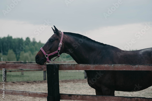 horse on a walk in the paddock 