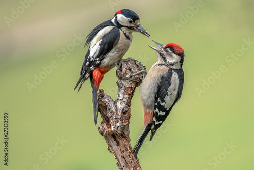 great spotted woodpeckers on a branch