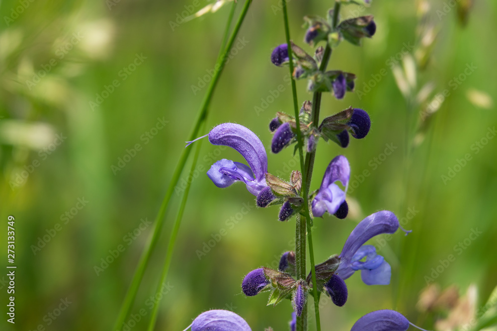 Meadow Sage Flowers in Bloom in Springtime Meadow Sage Flowers in Bloom in Springtime