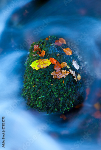Wallpaper Mural Bosque Atlántico en otoño en el Parque Natural Saja - Besaya, Cantabria, España Torontodigital.ca
