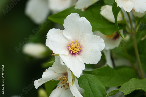 Mock Orange Flowers in Bloom in Springtime