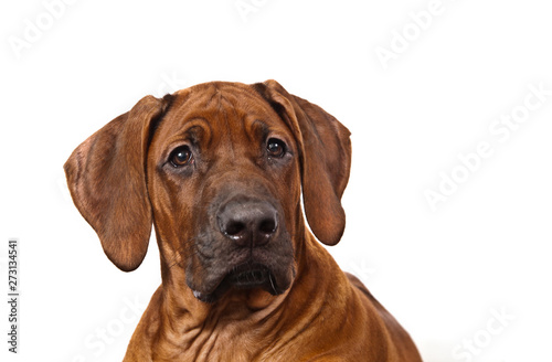 Dag breed Rhodesian ridgeback emotional portrait on white background