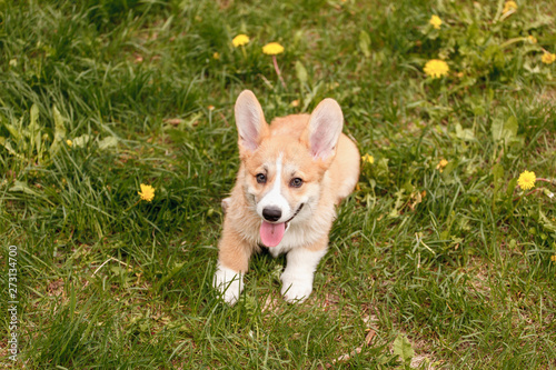 Corgi puppy sitting on the grass