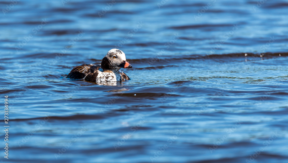 Fototapeta premium Long Tailed Duck on a River in Latvia