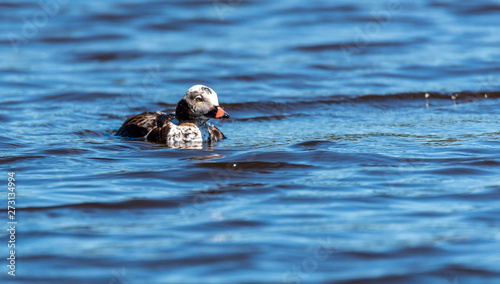 Long Tailed Duck on a River in Latvia
