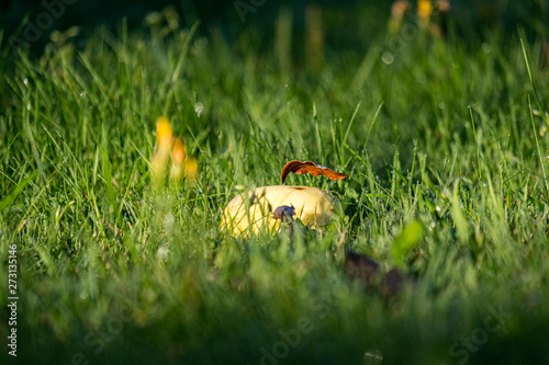 Wallpaper Mural apple harvest on the ground in country house garden Torontodigital.ca