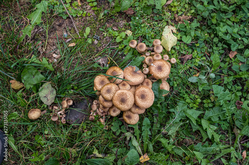 vegetables and mushrooms harvest on the ground in country house garden
