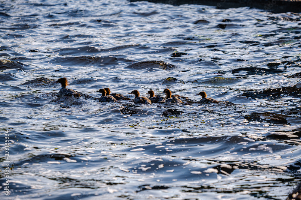 Fototapeta premium ducks and swans with ducklings swimming in water