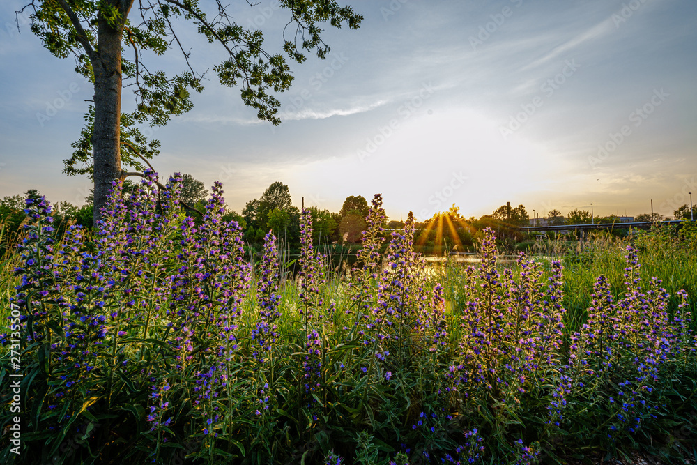beautiful sunset and sun with star rays in grean blooming meadow beautiful sunset and sun with star rays in grean blooming meadow