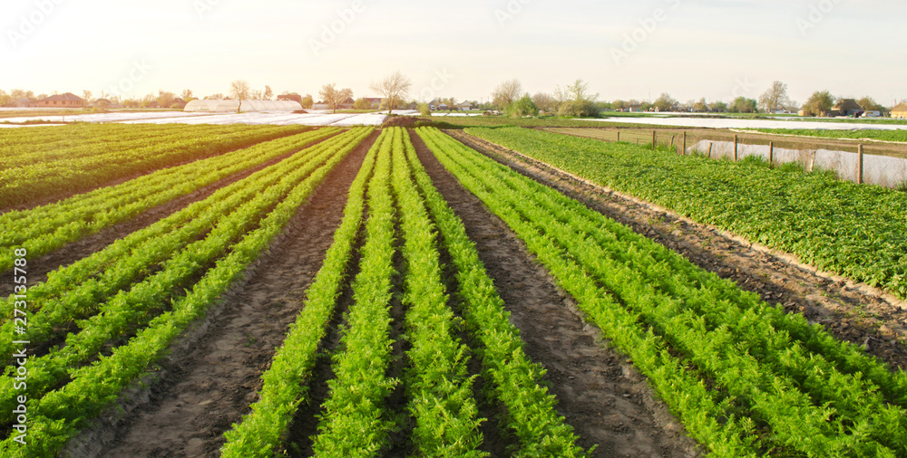 Beautiful view of a carrot plantation growing in a field. Organic vegetables. Farming. Agriculture. Selective focus Beautiful view of a carrot plantation growing in a field. Organic vegetables. Farming. Agriculture. Selective focus