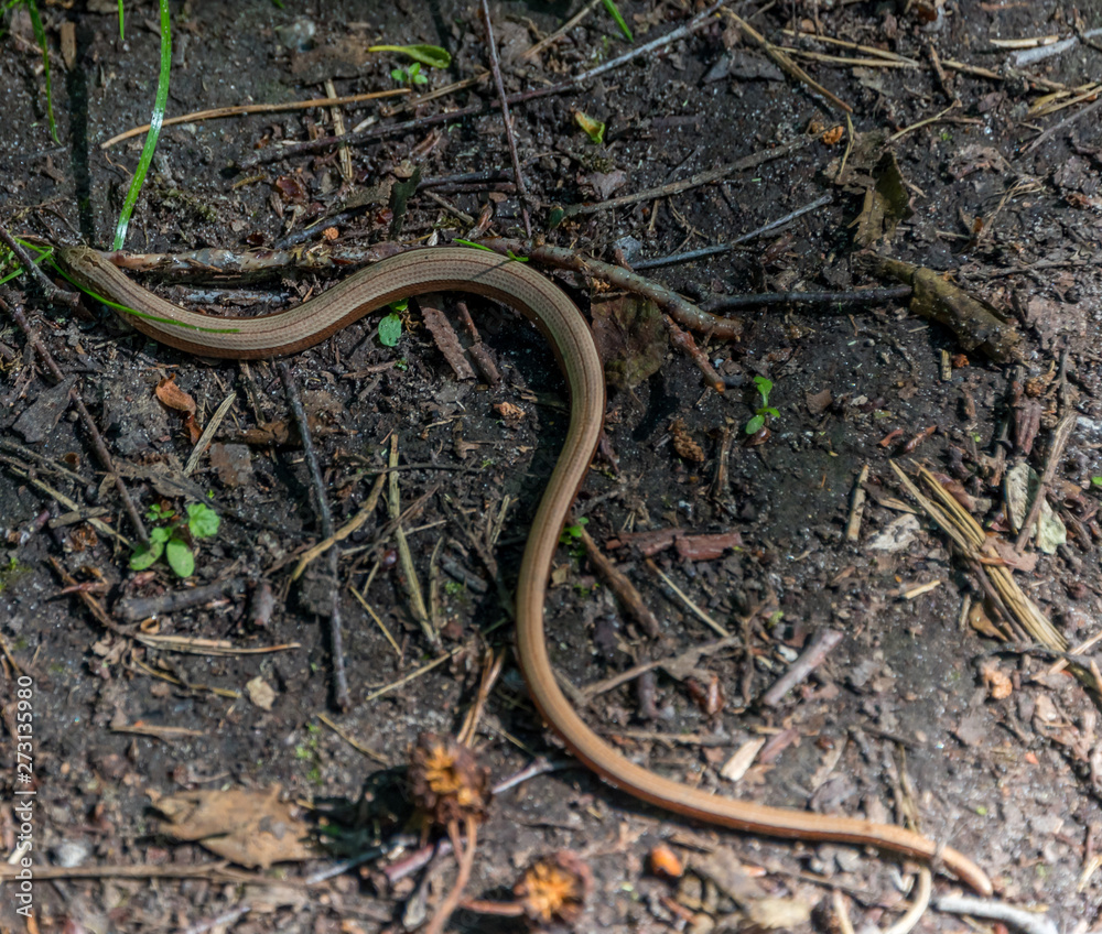 Small Snake with a Large Worm in its Mouth Small Snake with a Large Worm in its Mouth