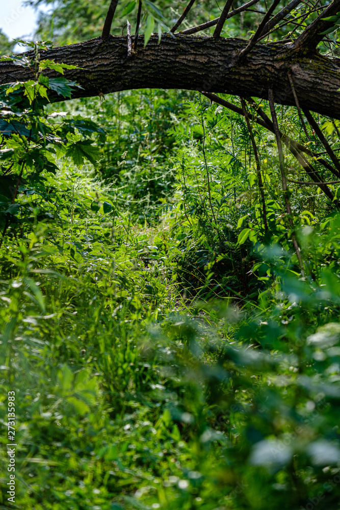 Obraz premium grass and foliage texture in country nature garden