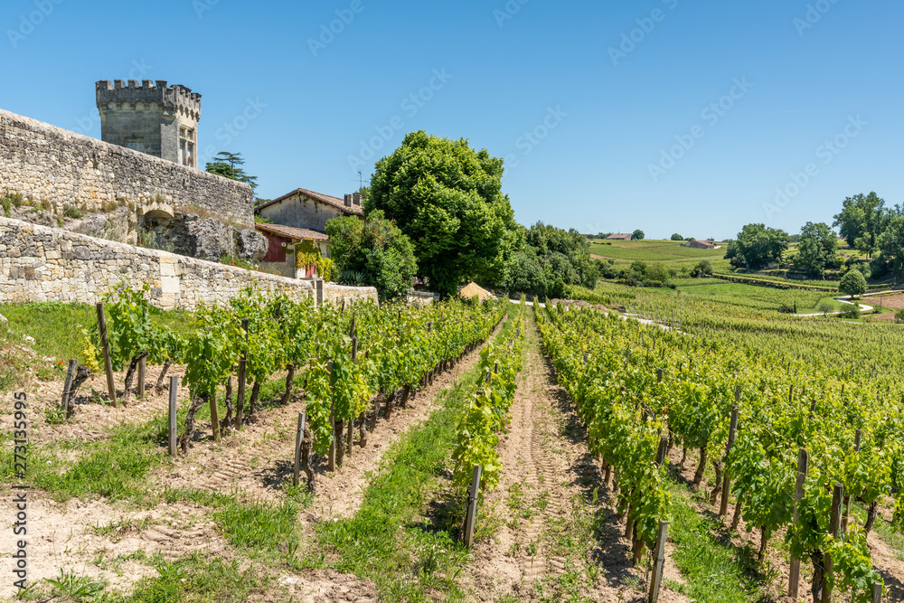 SAINT-EMILION (Gironde, France), vignes autour du village