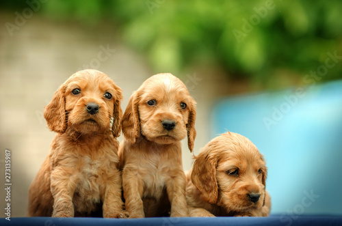 English Cocker Spaniel cute red puppies The first photoshoot kids