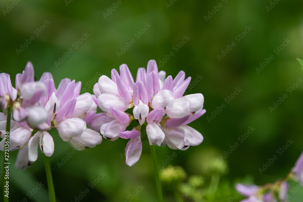 Purple Crown Vetch Flowers in Bloom in Springtime Purple Crown Vetch Flowers in Bloom in Springtime