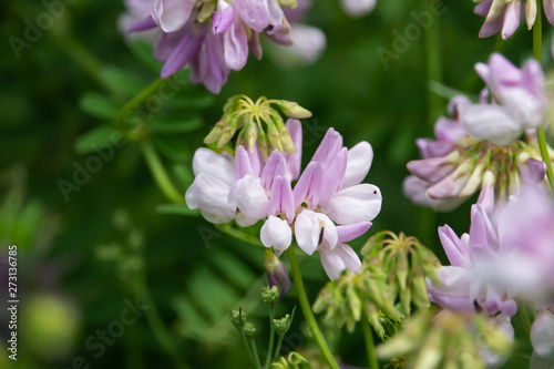 Purple Crown Vetch Flowers in Bloom in Springtime