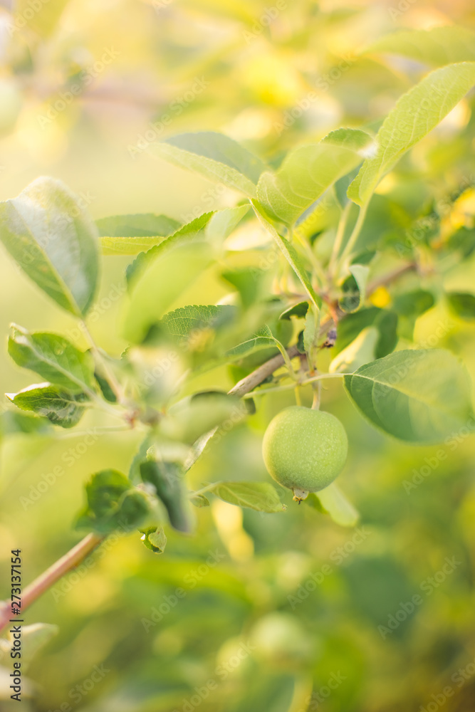 Apple tree branch with young green fruit