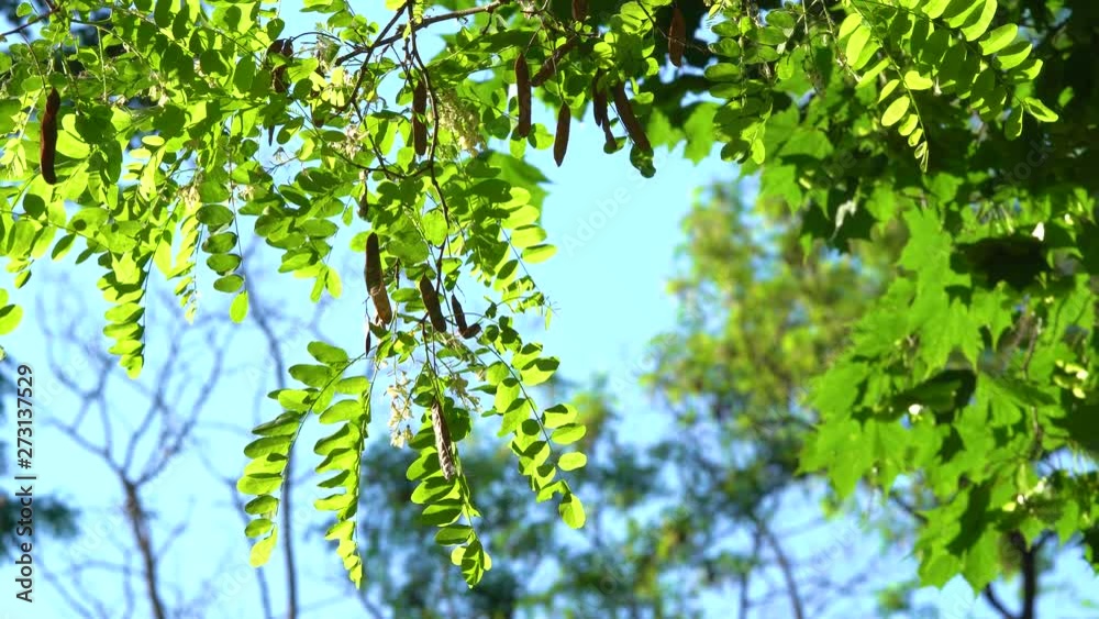 Beautiful green nature video background of fresh tree foliage growing outdoors on sunny spring or summer day. 4k footage Beautiful green nature video background of fresh tree foliage growing outdoors on sunny spring or summer day. 4k footage