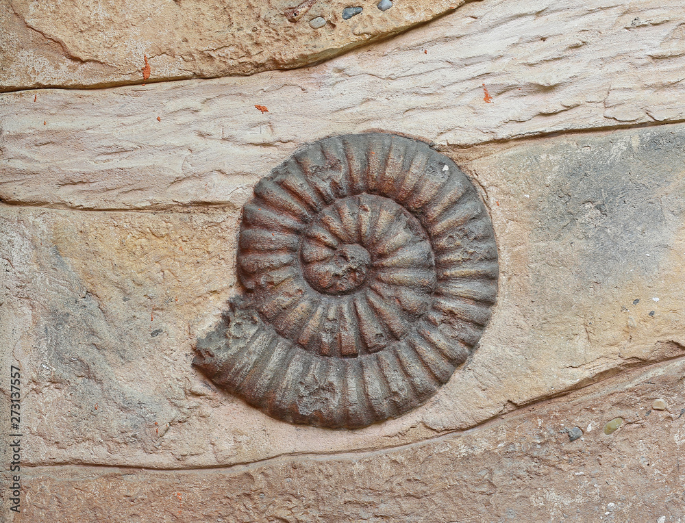 Replica fossil on the wall Replica fossil on the wall